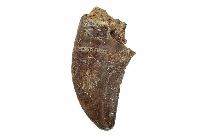 Serrated, Theropod Dinosaur Tooth - Hell Creek Formation #204210